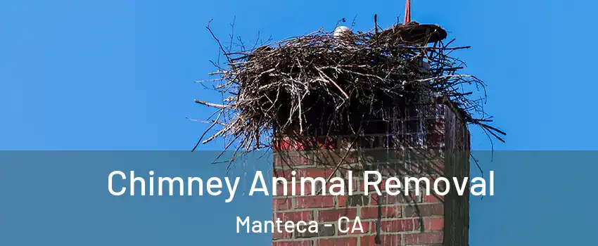  Chimney Animal Removal Manteca - CA