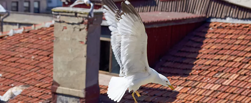 Residential Chimney Animal Removal Solution in Manteca, CA